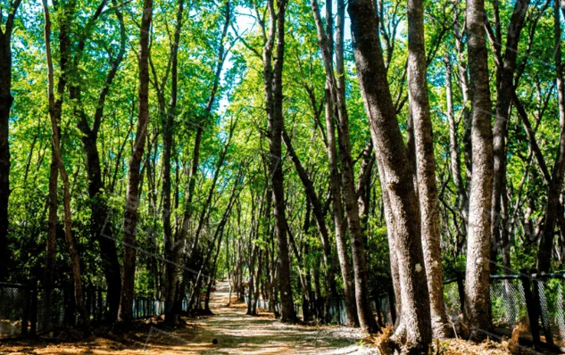 Terreno Bosques de Lircay, Vilches Alto — foto 1