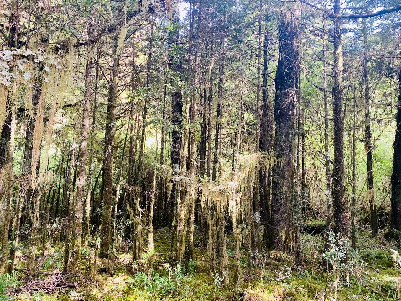 Terrenos Aguas de la Patagonia, Puerto Aysén — foto 3