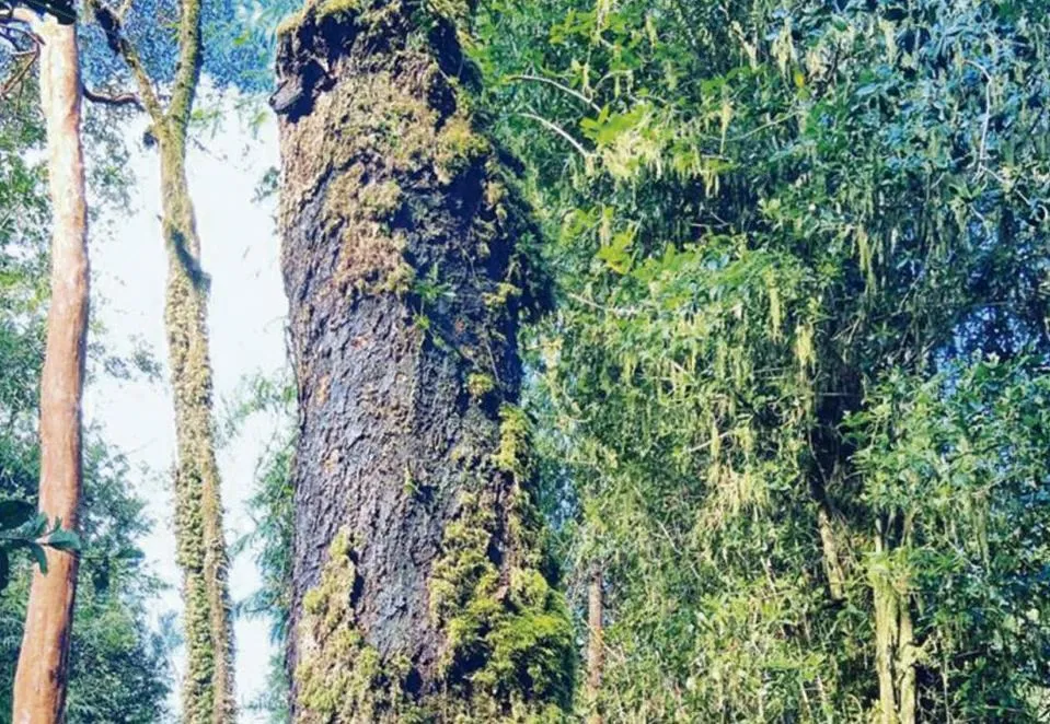 Terrenos Chiloé, Quemchi — foto 1
